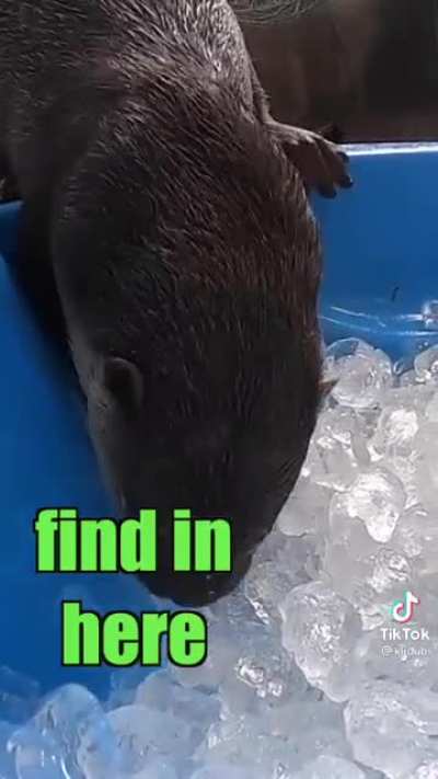 Ice is so good 🦦