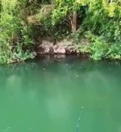 Man thinks he is catching a regular fish