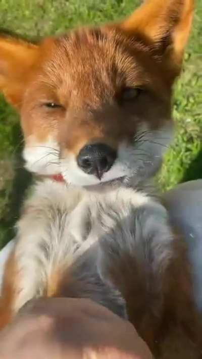A friendly kitsune