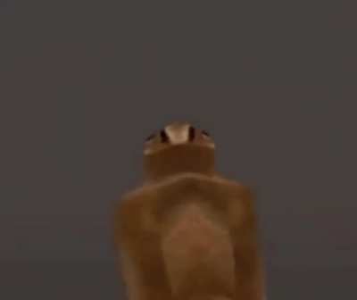 human evolution