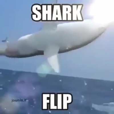Mais um da fam&iacute;lia FLIP