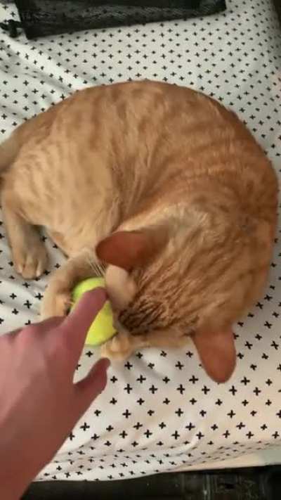 The cat stole his ball