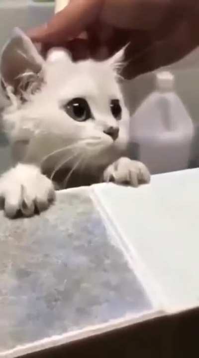 Kitten's first shower.