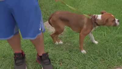 A Good Mom With A Gun Shoots At A Puppy Misses And Shoots Her Son...