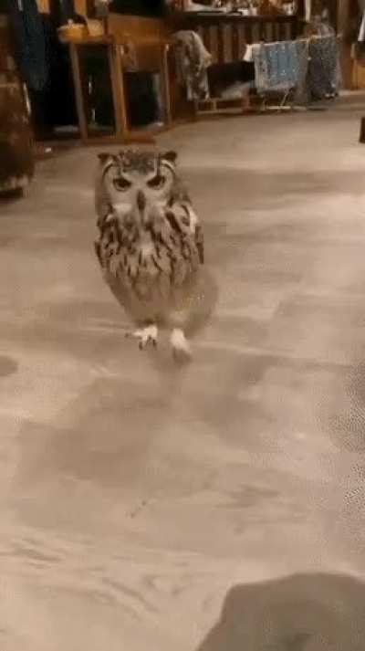 🔥 An owl showing off it&rsquo;s surprisingly long legs.