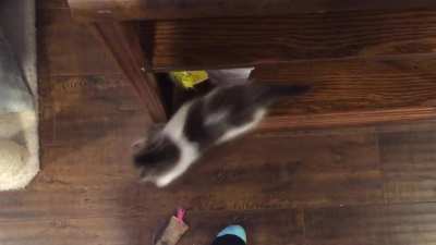 Ollie just can&rsquo;t contain himself when he hears a can of cat food being opened. Plus a tiny bonus yell from Eric who&rsquo;s a little more patient while waiting for dinner.