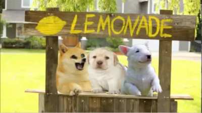First video post, Doge's Childhood memories.