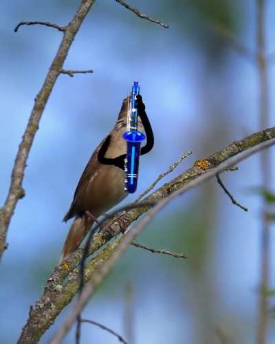 The bird-band performs Samsung's new brand sound
