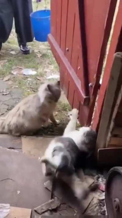 bonk