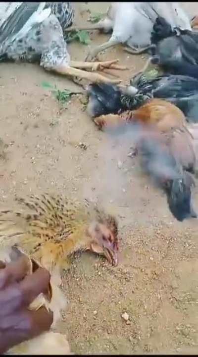Chicken spitting out fire somewhere in Tulunadu  (Unable to find source)