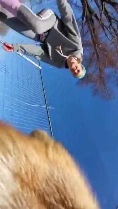 Rescue Fox runs away with mobile phone to bury it