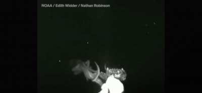 First ever recording of live giant squid.  