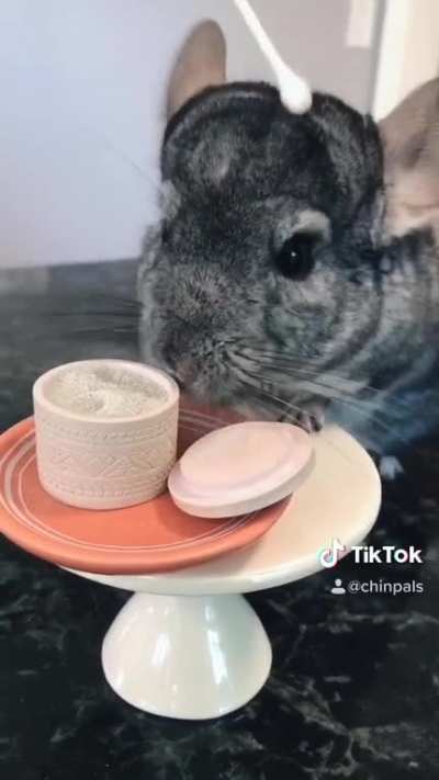 [Misc] My chinchilla&rsquo;s skincare routine, thought you might enjoy!