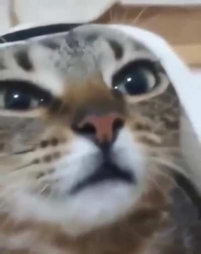 zoil when?