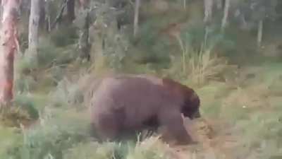 Unedited Footage of a bear