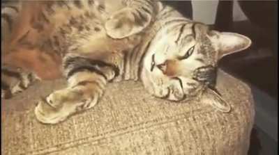 He wasn&rsquo;t the center of attention for 5 minutes so he decided to play dead. Committed to the role, he never breaks character&hellip;.even when the close up shows his eyes dilate. &ldquo;And the Oscar goes to..&rdquo;