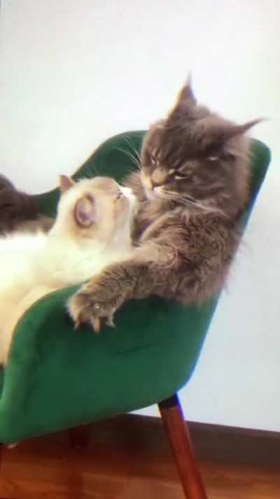 Brutal cat!)