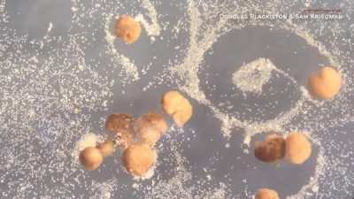 World&rsquo;s first living robots can now "reproduce"