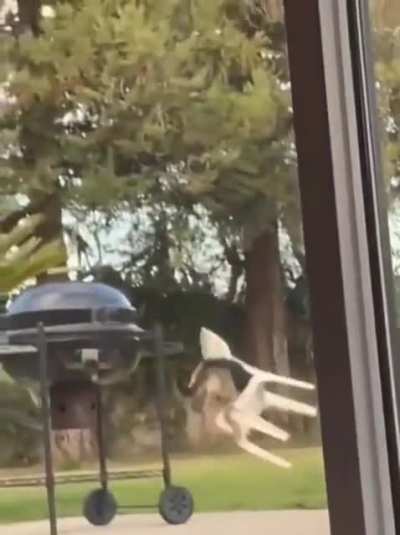 Derpy boy fighting chair.