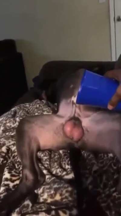 what the dog doin?