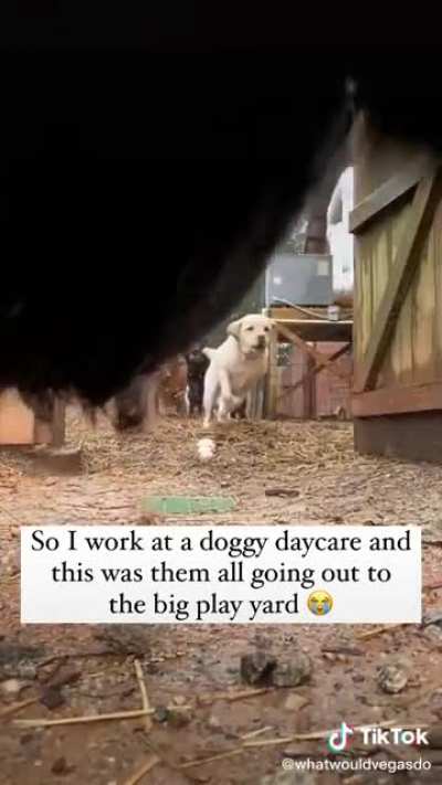 Doggy Mayhem