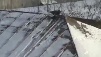 🔥 Crow skiing