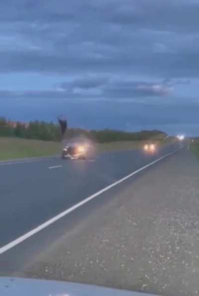 Dear gets smashed by car in Russia again