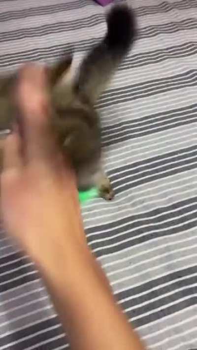 kung-fu 🐈😹