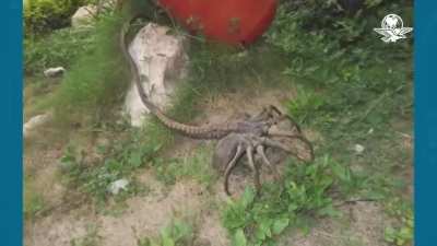 Aguas con el aguij&oacute;n pica jopo porque ya empieza a salir con las lluvias