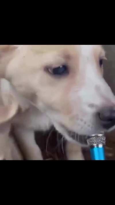 ASMR Puppy interview sounds