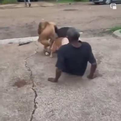 Man being attacked by two love puppies hits himself with his own weapon (Semi-SFW)