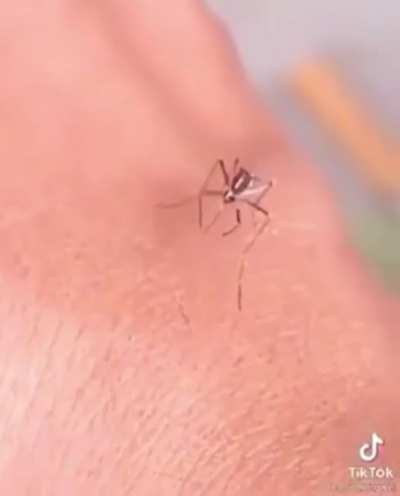 J&aacute; viram um mosquito iniciante?