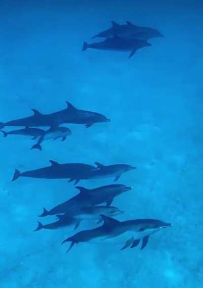 que chingon para cualquiera nadar con delfines, alg&uacute;n d&iacute;a se me har&aacute; 😍