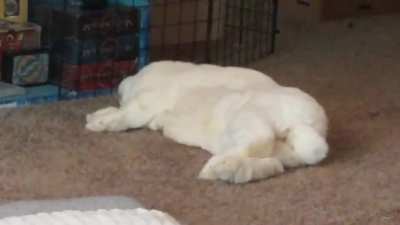 My rabbit almost rolled over while yawning &amp;amp; then went right back to dreaming