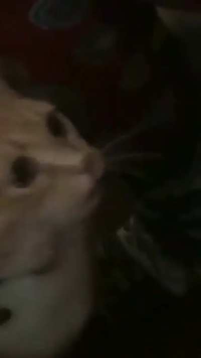 Cet
