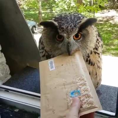 We nick named him fedex!