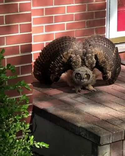 You&rsquo;re Coming Home And Get Greeted By This Owl. What Do You Do?