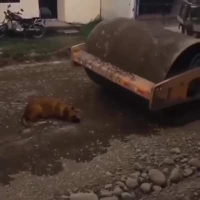 After recent case of street dogs citizens go to great extinct to eradicate street dogs