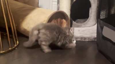 The greebles aren&rsquo;t taking his mouse