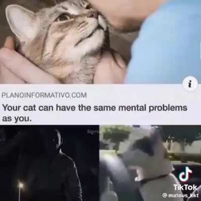 Meow 
