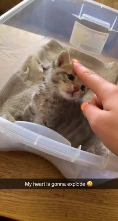 My niece&rsquo;s new kitten :)