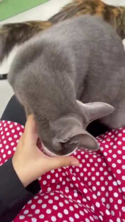 El primer Café con gatos en Argentina