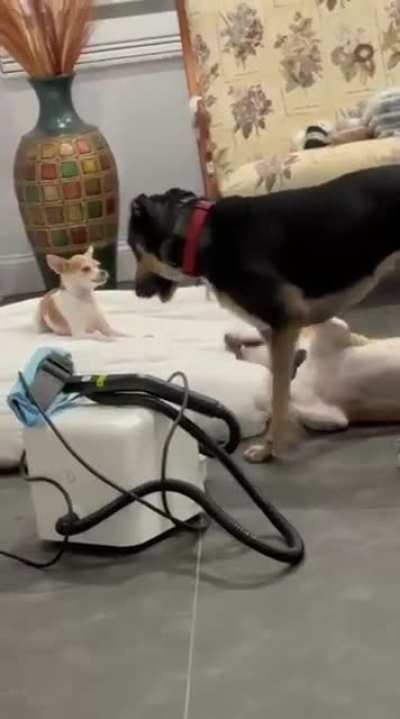Sisters with a tiny Chihuahua Playing, a Poem to life.