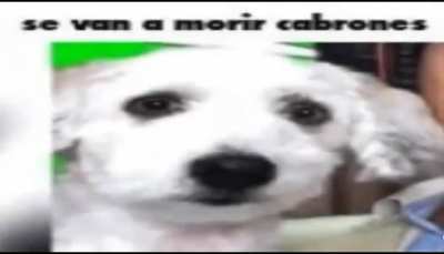 el dylan cuando hacen un meme de su ca&iacute;da