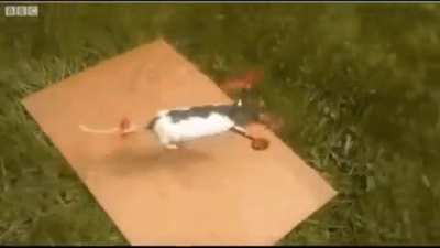 Blursed_ratcopter
