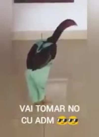 Vai se fode Administra&ccedil;&atilde;o 😎😎😎