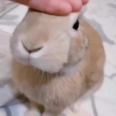 Bnuuy