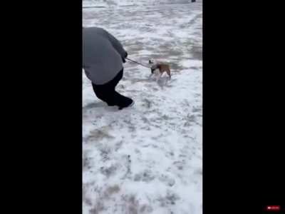 Dog takes his hooman on a trip