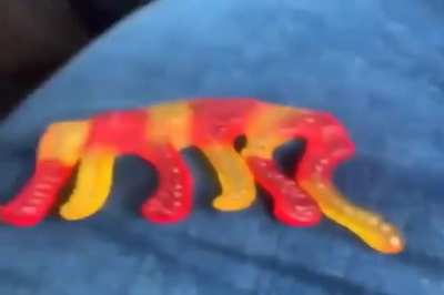 gummy