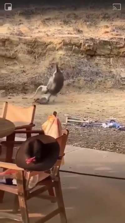 The most iconic fight in the animal world